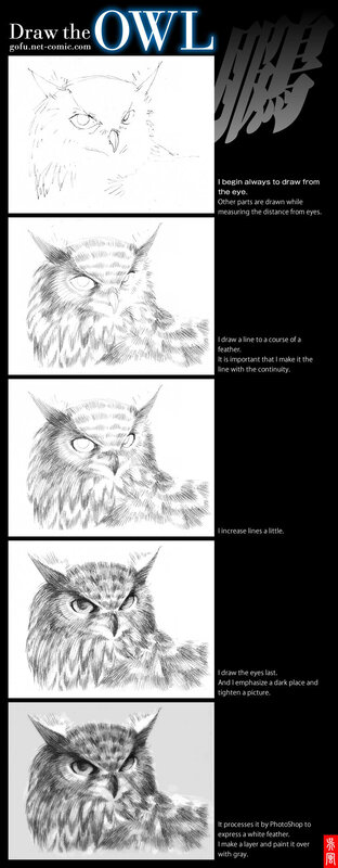Drawing an owl step by step