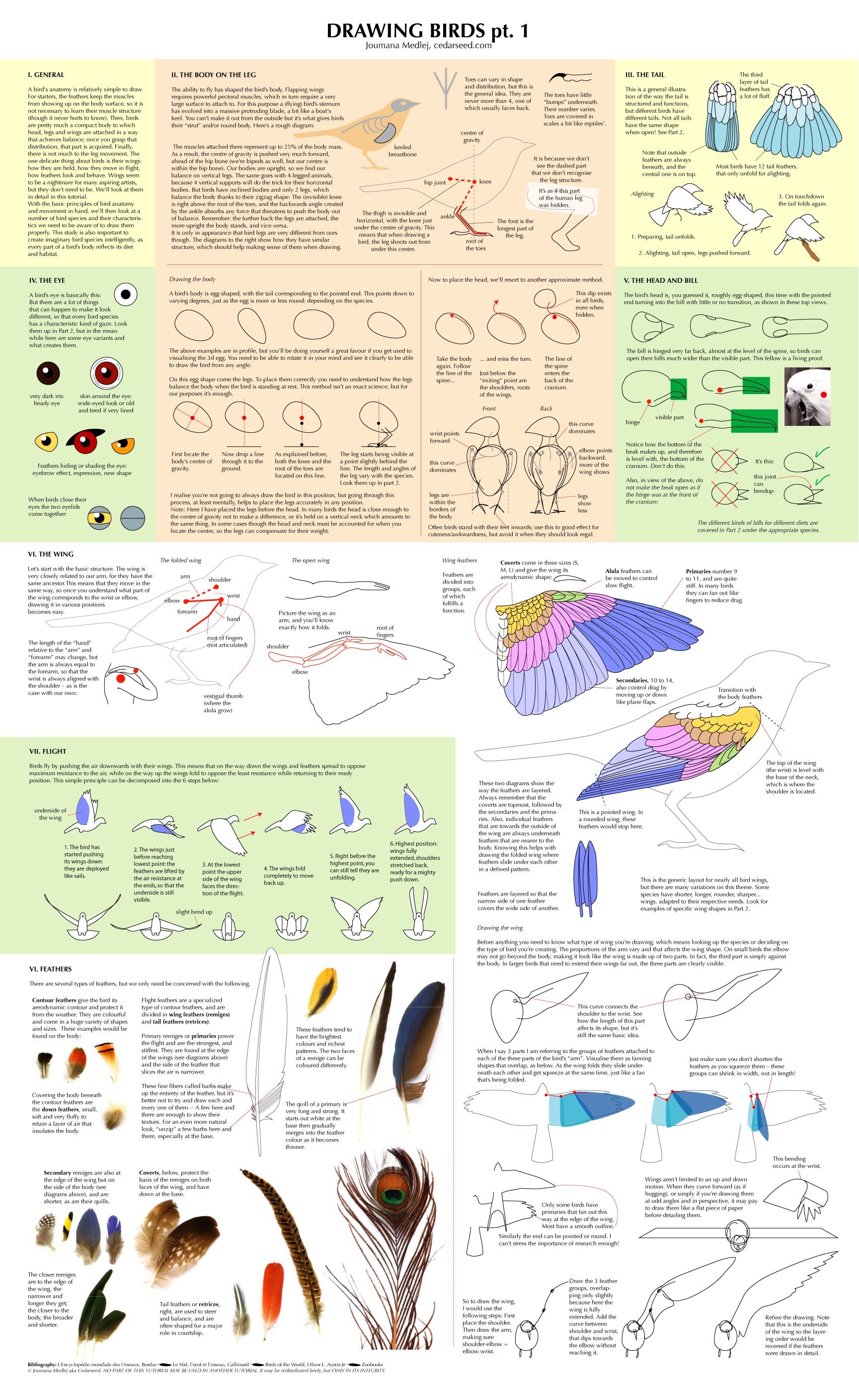 Drawing birds guide pt. 1