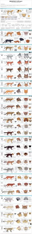 Drawing cats reference guide