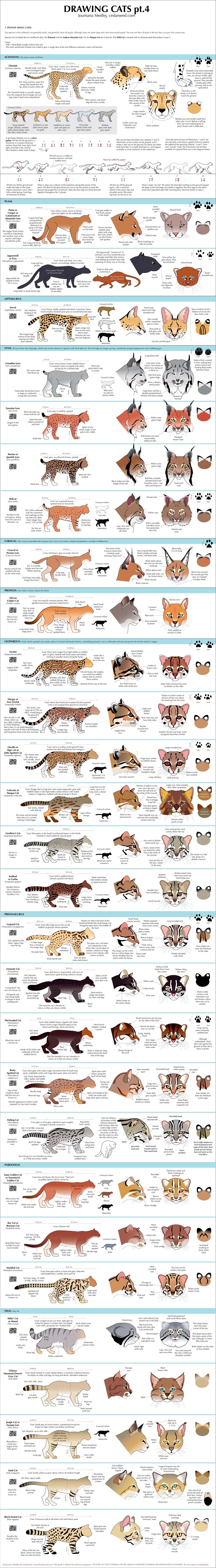 Drawing cats reference guide