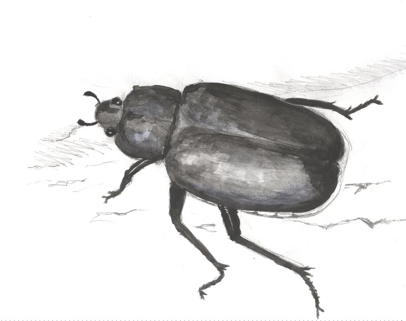 drawing of a beetle