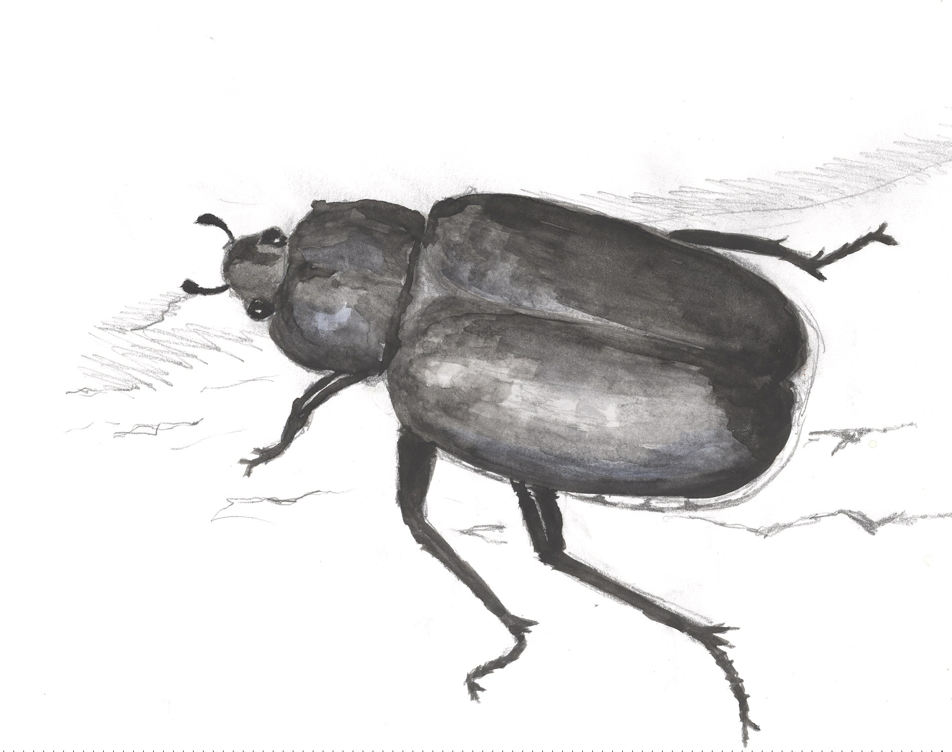 drawing of a beetle