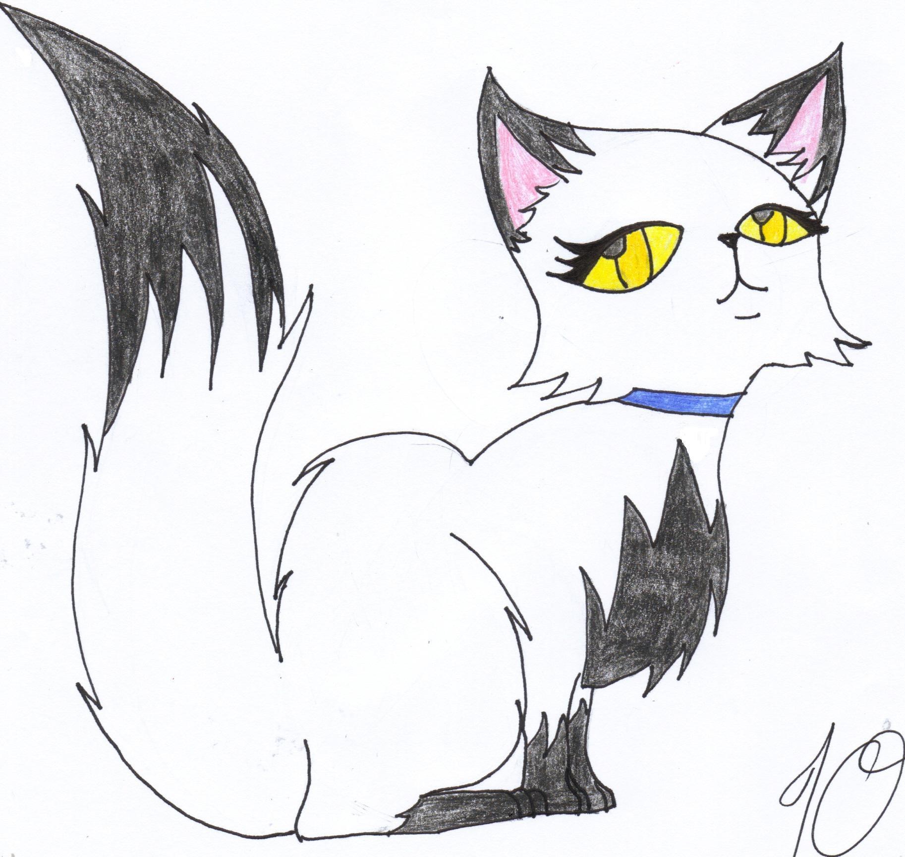 drawing of a cat
