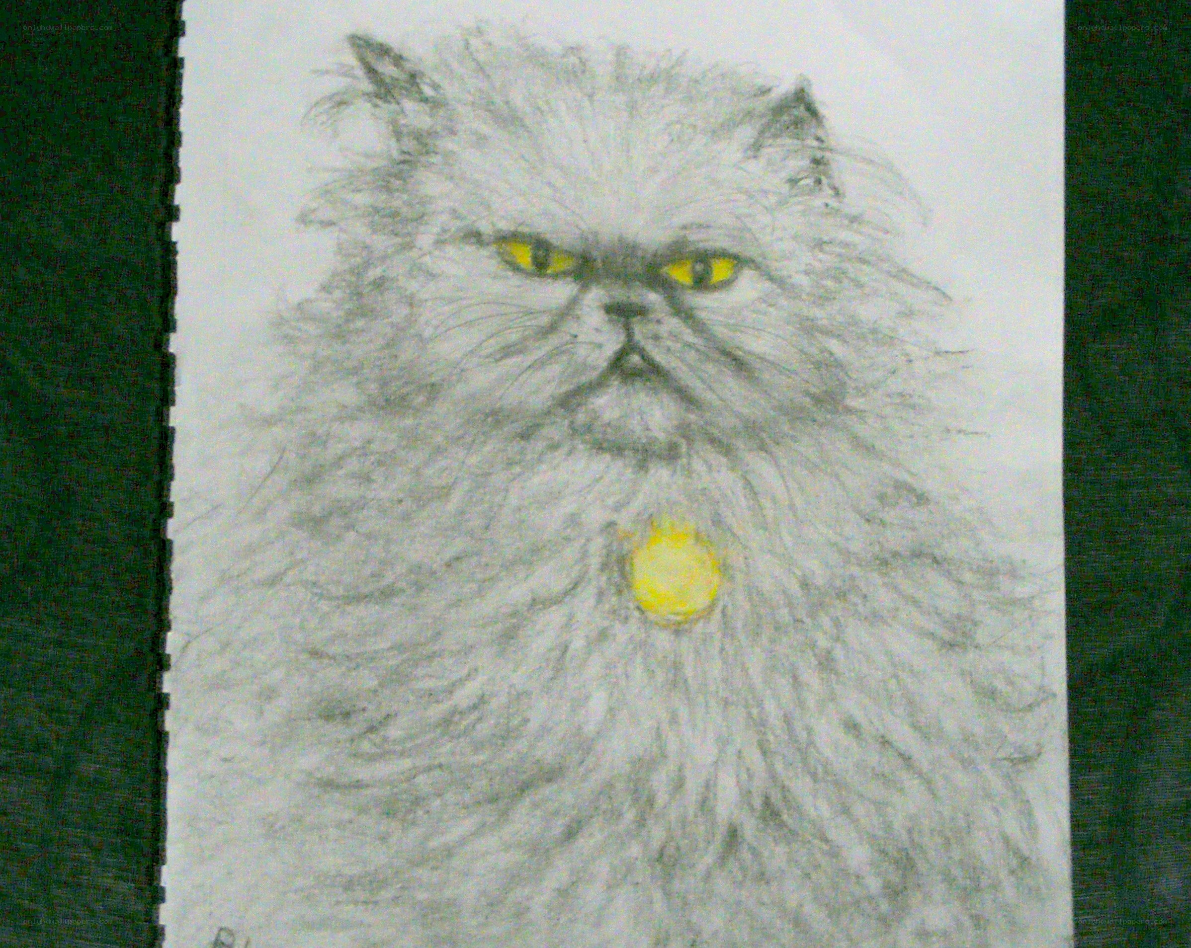 drawing of a fluffy cat