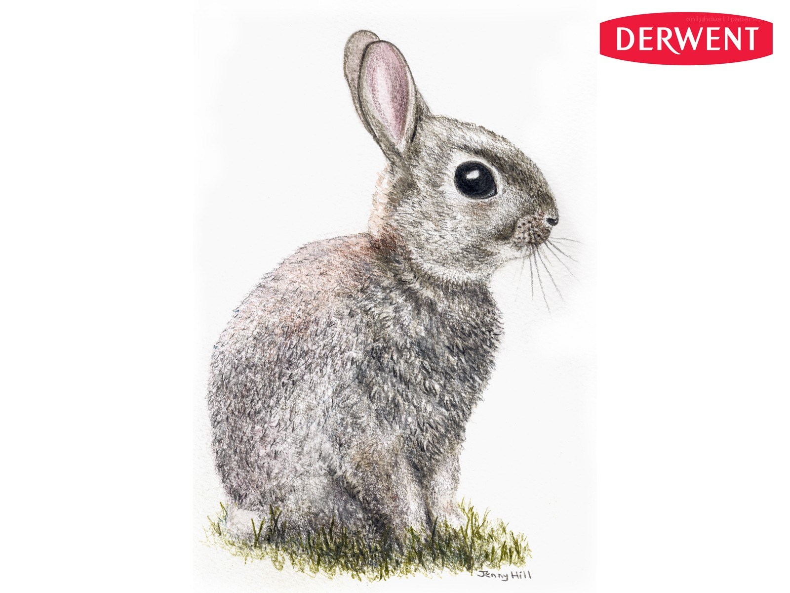 drawing of a rabbit