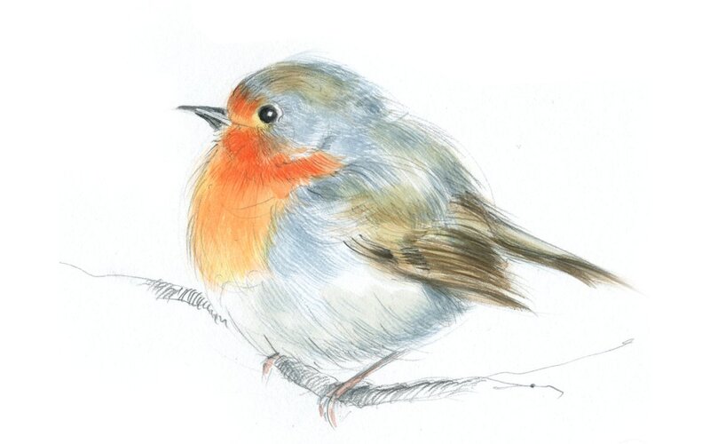 drawing of a robin bird