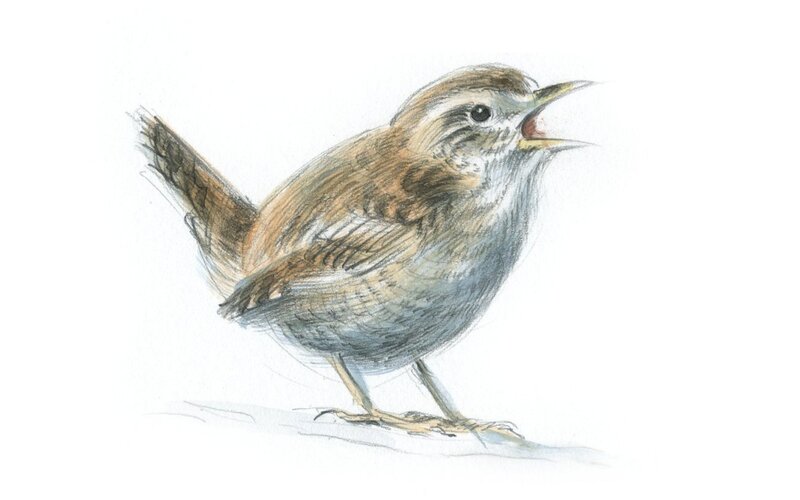 drawing of a singing wren