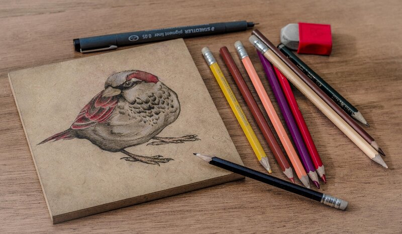Drawing of a Sparrow