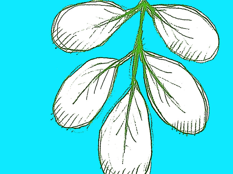 Drawn Leaf Cluster