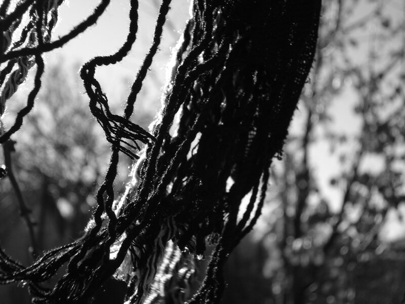 Dreadlocks in Sunlight