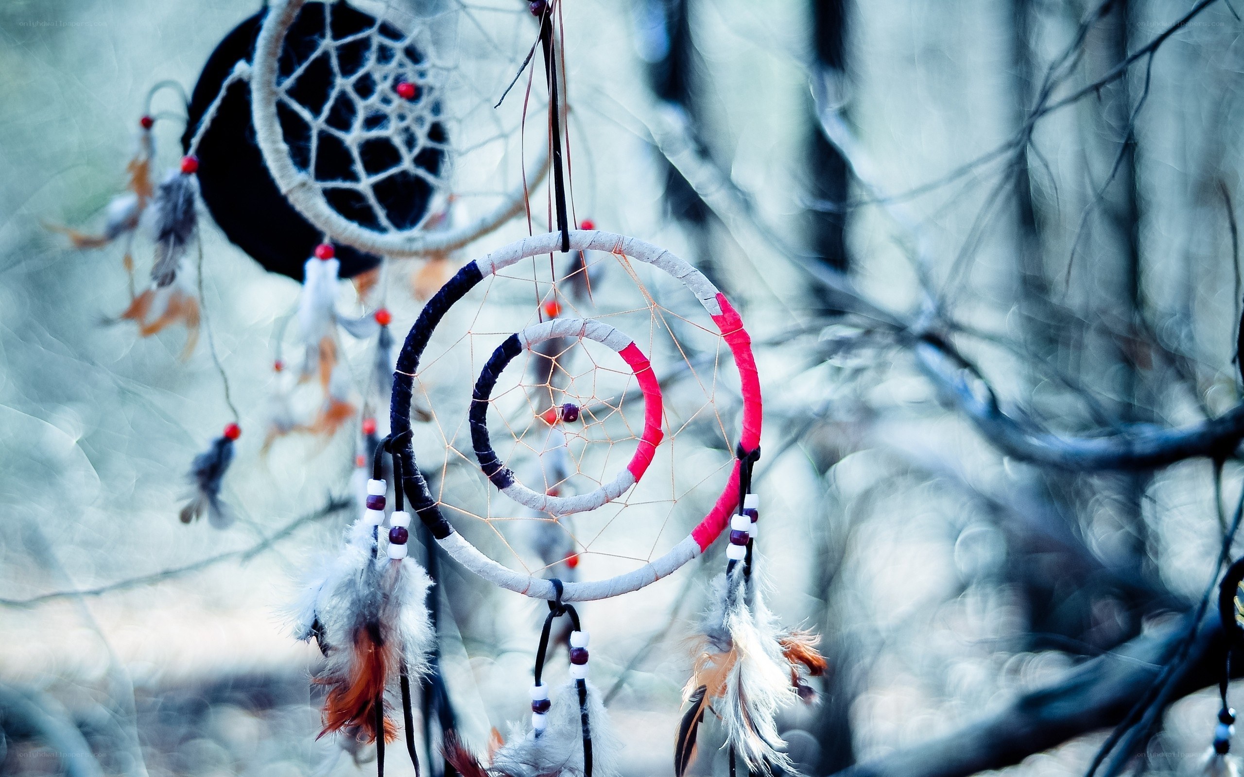 Dreamcatchers in a forest