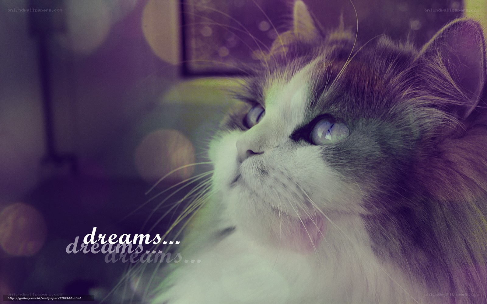 Dreamy cat with blue eyes