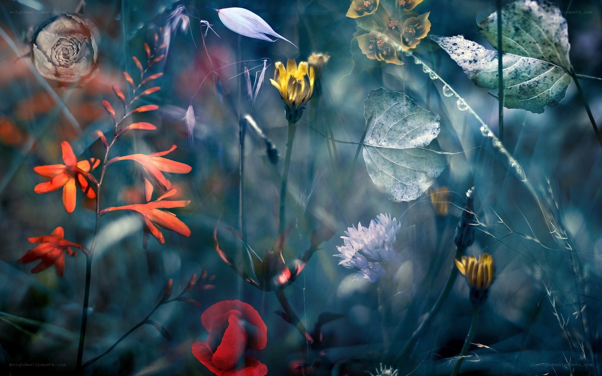 Dreamy floral collage