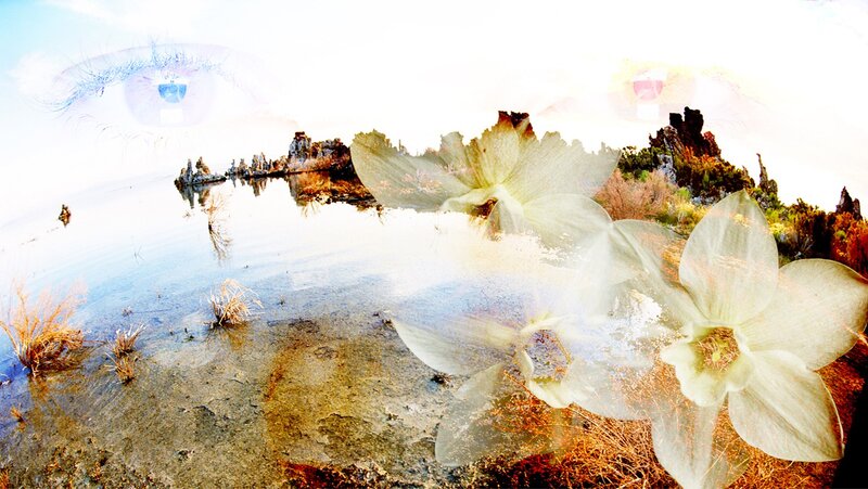 Dreamy landscape with flowers and eyes