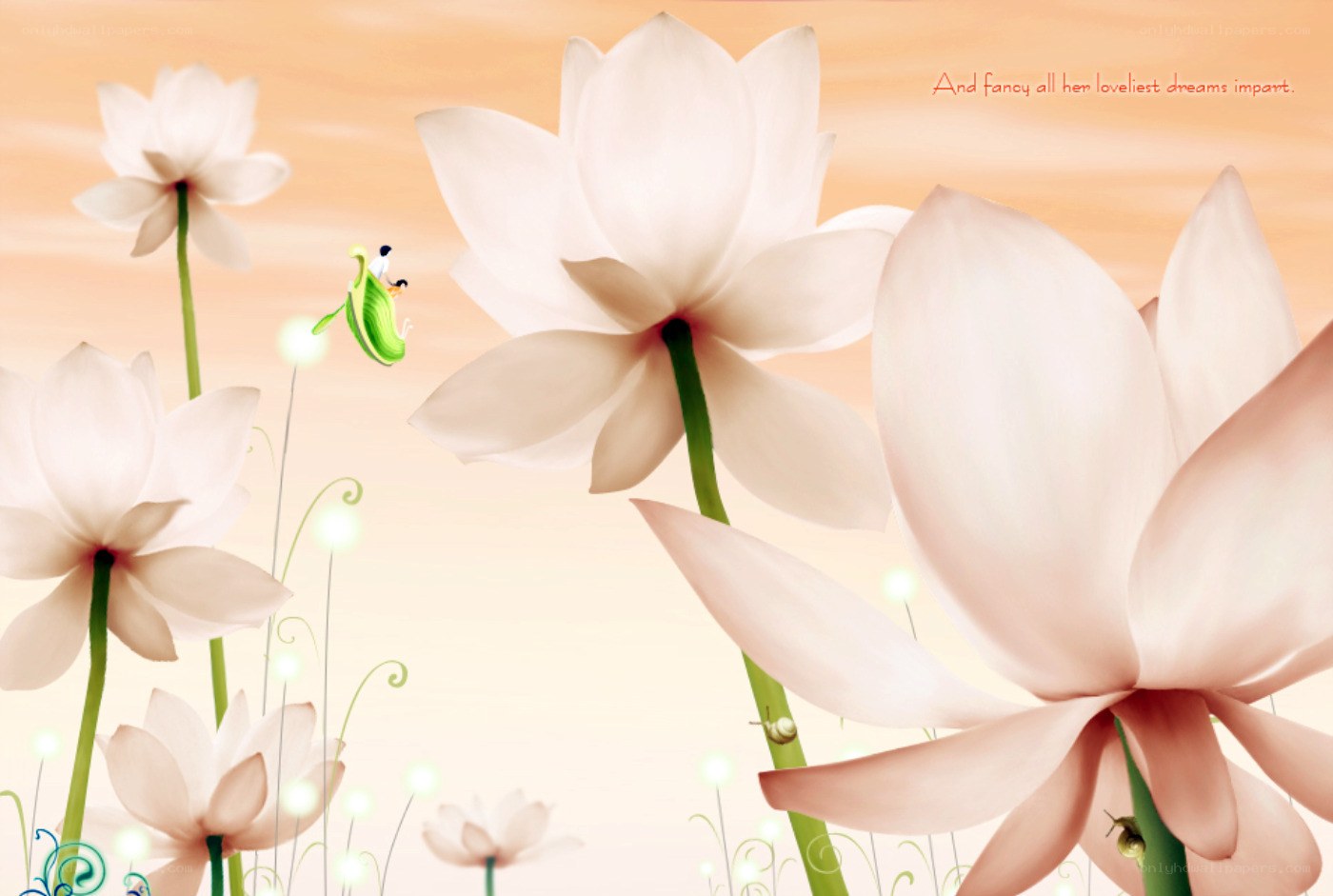dreamy lotus flowers