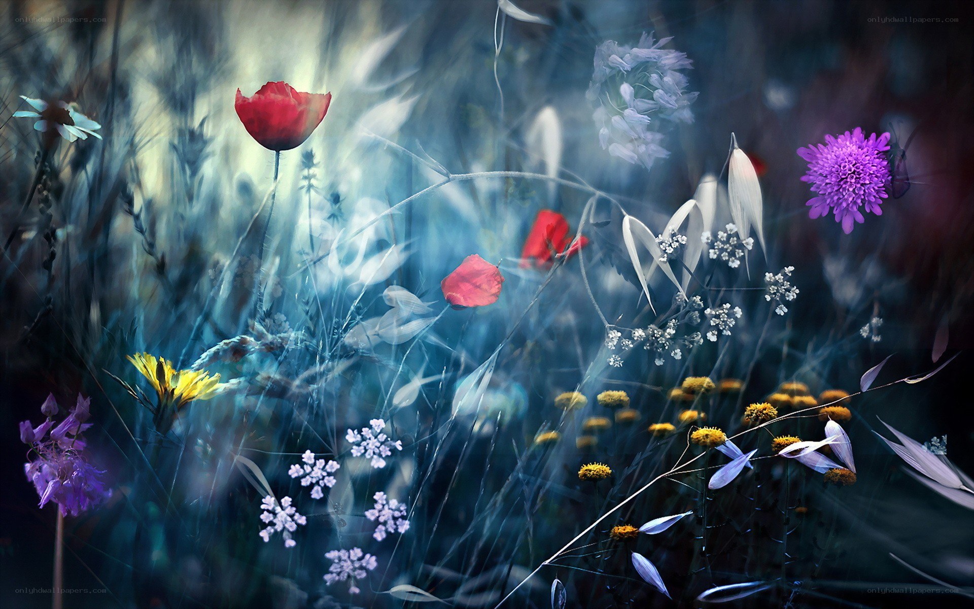 dreamy wildflower meadow