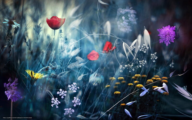 Dreamy wildflower meadow