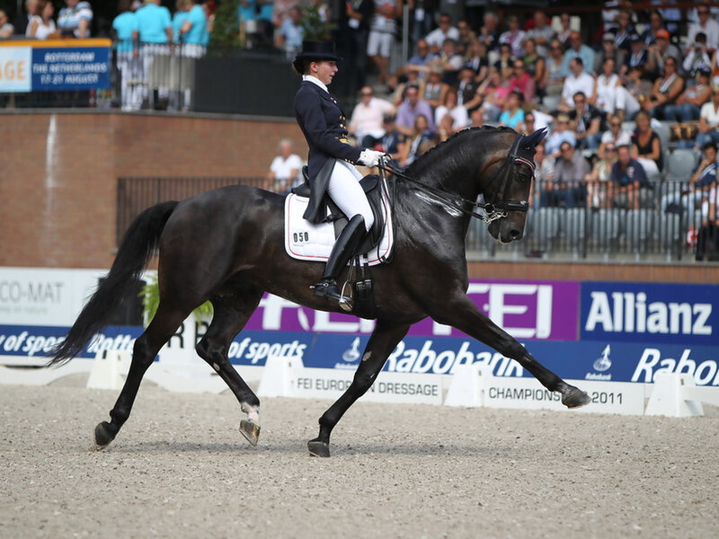 Dressage Horse and Rider — Black, Focused, Afternoon