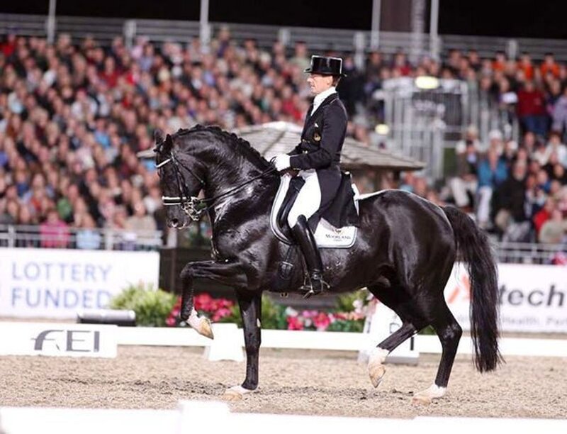 Dressage Horse and Rider — Black, Focused