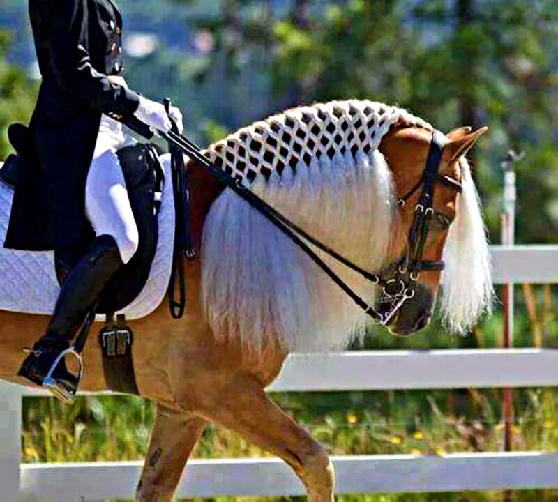 Dressage Horse and Rider — Brown, Calm