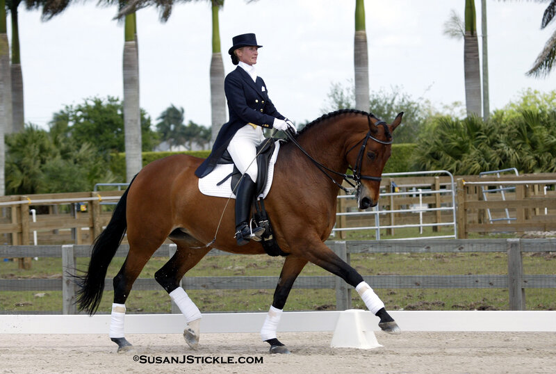 Dressage horse and rider in action