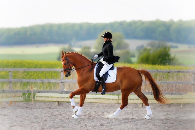 dressage horse and rider