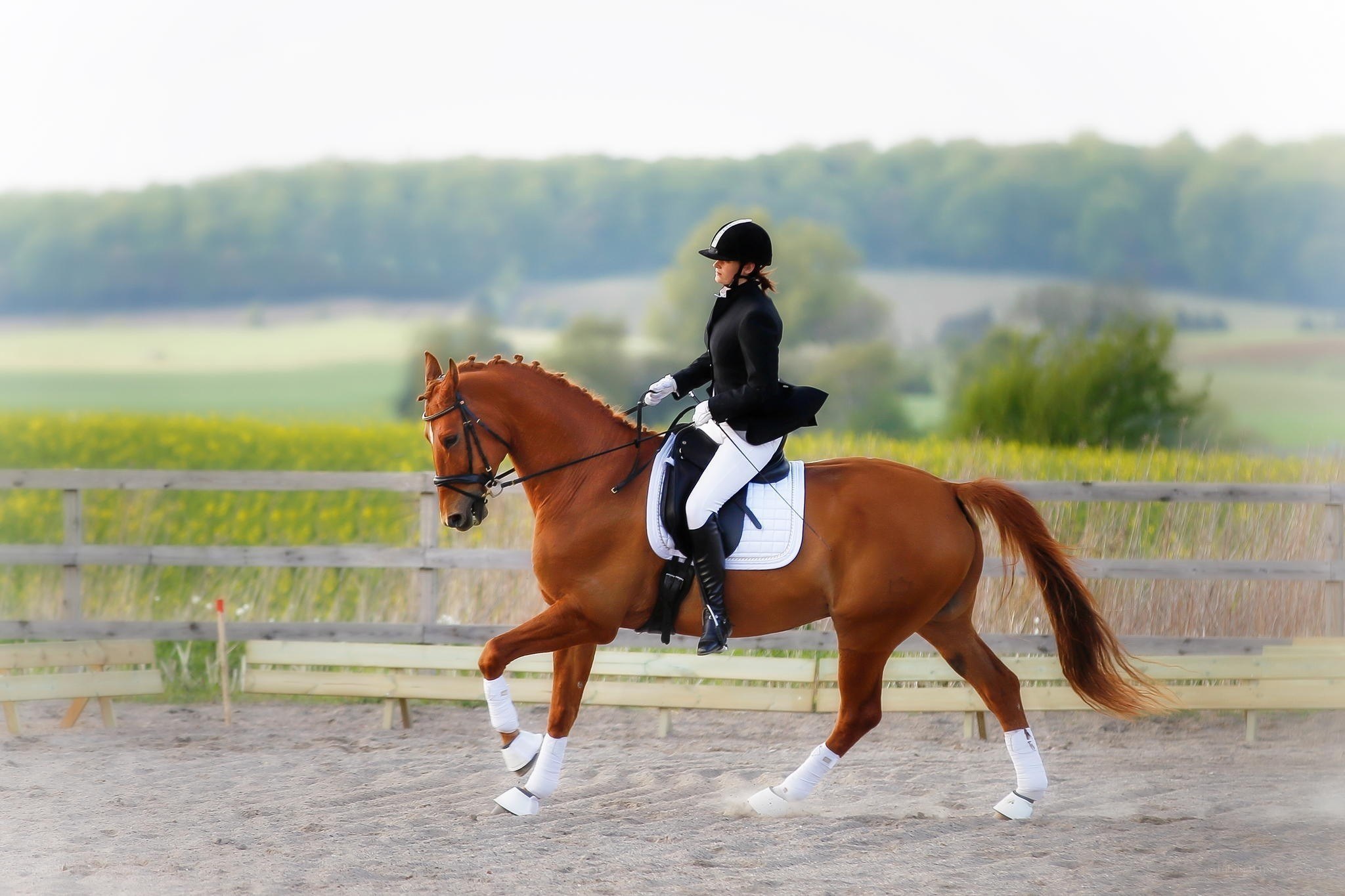 dressage horse and rider