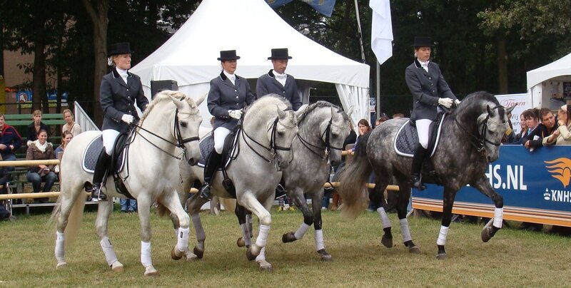 Dressage horse competition