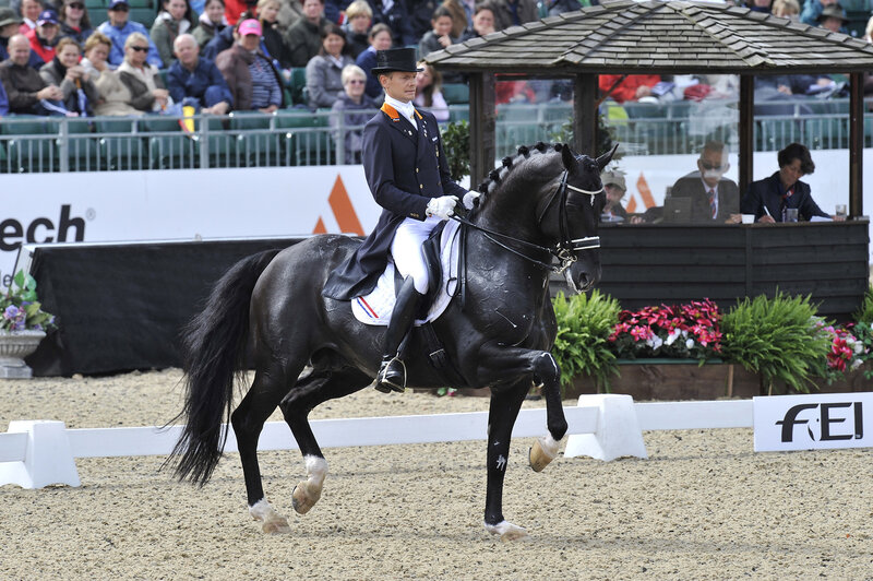 Dressage Rider on Black Horse — Focused, Afternoon