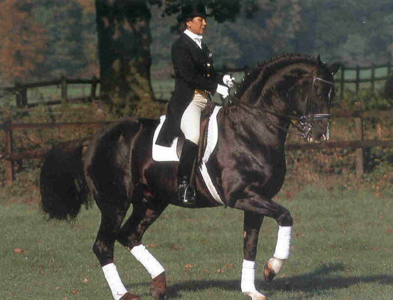 Dressage Rider on Horse — Black, Calm