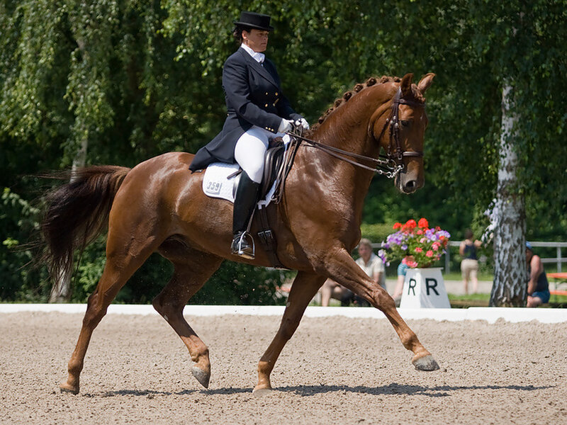 Dressage Rider on Horse — Brown, Focused, Summer