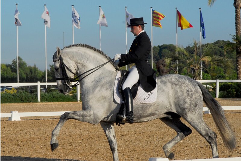 Dressage Rider on Horse — Gray