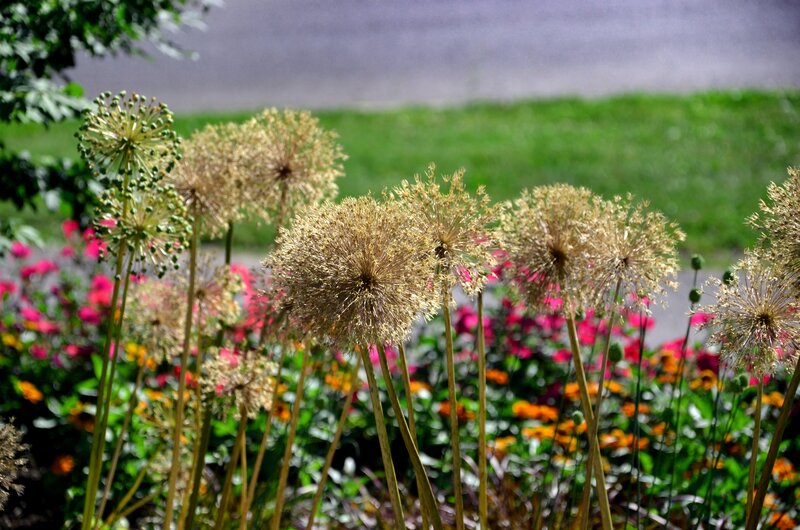 Dried Allium Flowers — Green