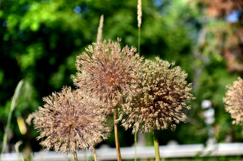 Dried Allium Flowers