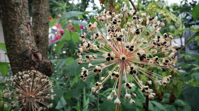 Dried Allium Seed Head