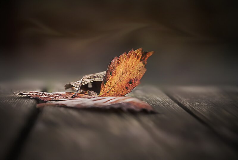 Dried Autumn Leaf — Brown, Calm