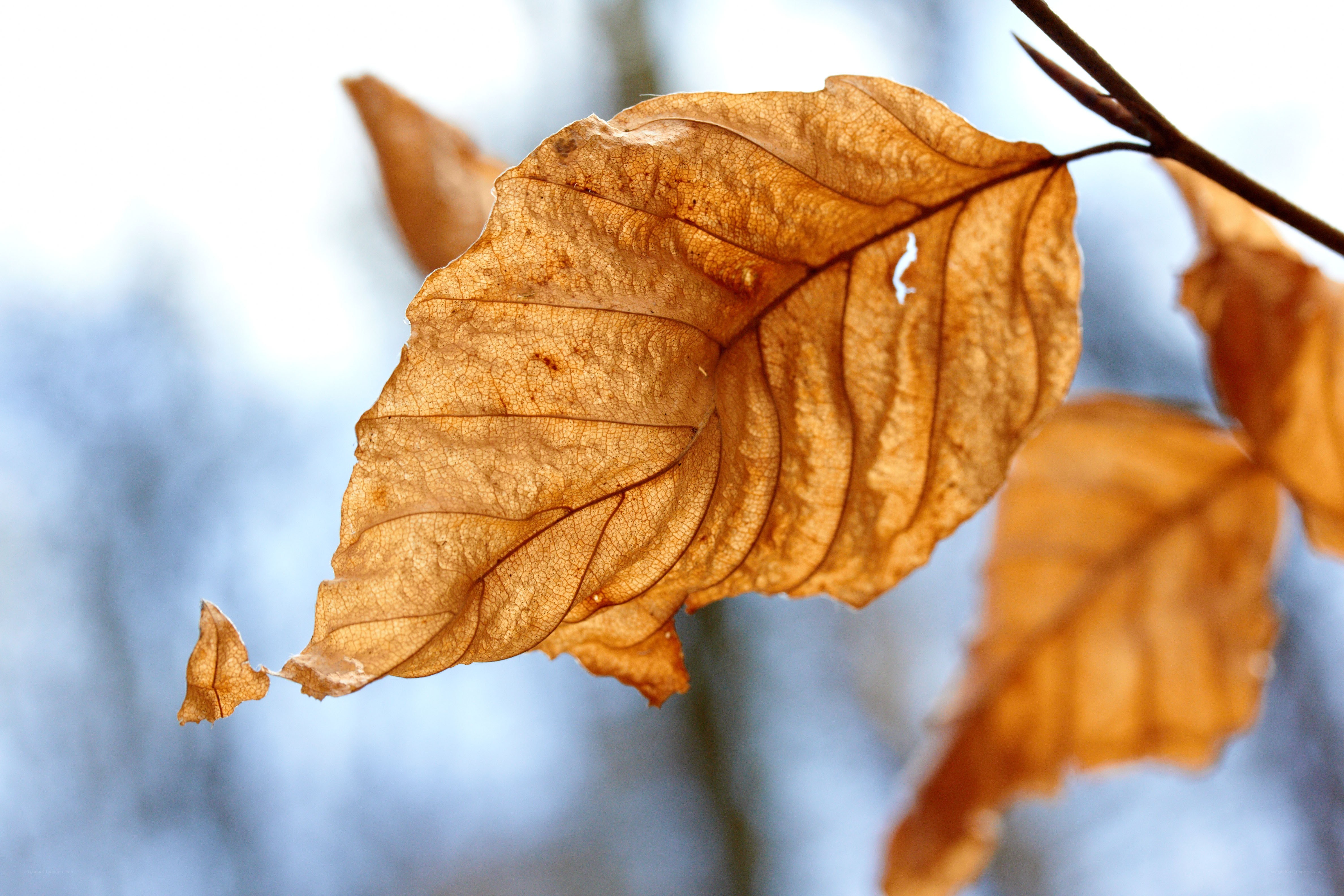 dried autumn leaf on branch