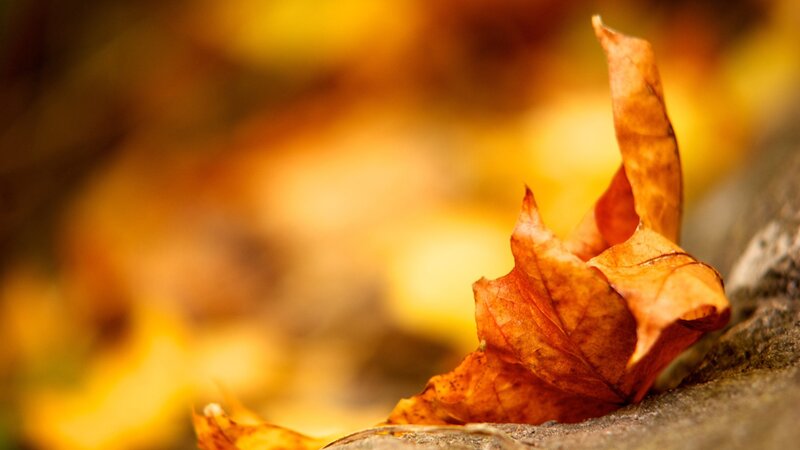 Dried Autumn Leaf — Orange, Calm, Photograph, Rock, Brown
