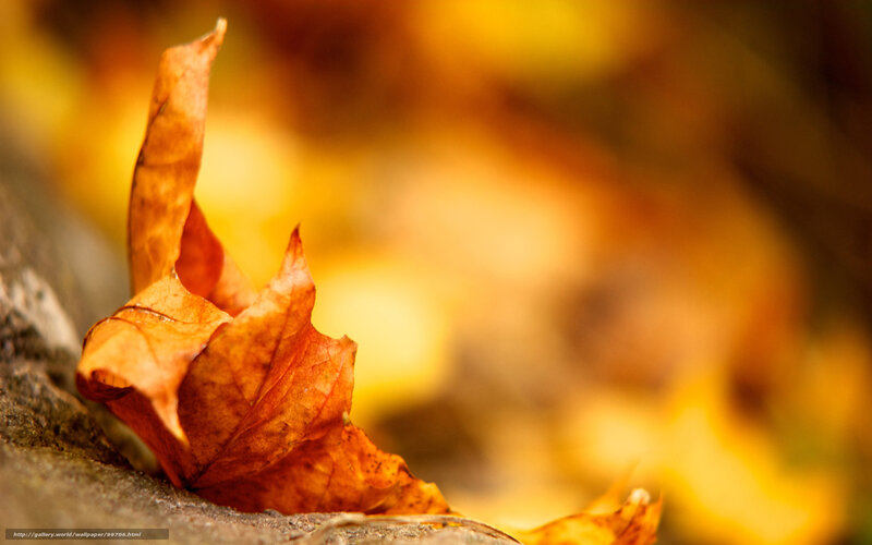 Dried Autumn Leaf — Orange, Calm, Photograph, Rock