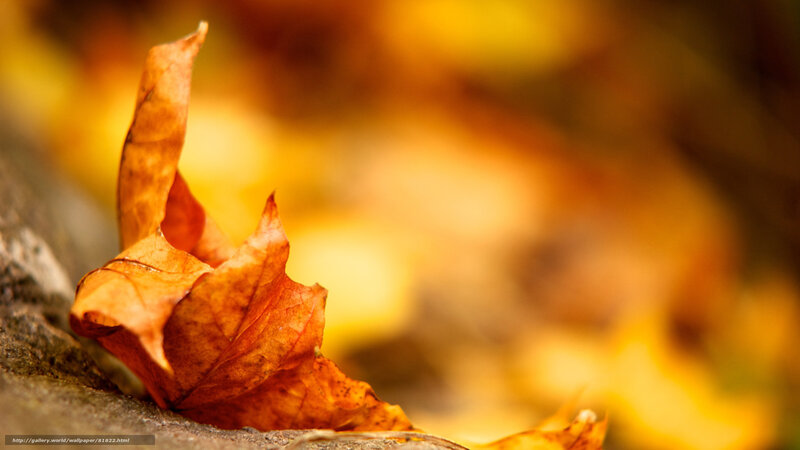 Dried Autumn Leaf — Orange, Calm, Photograph