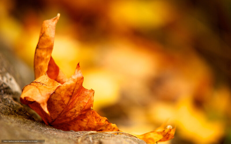 Dried Autumn Leaf — Orange, Calm