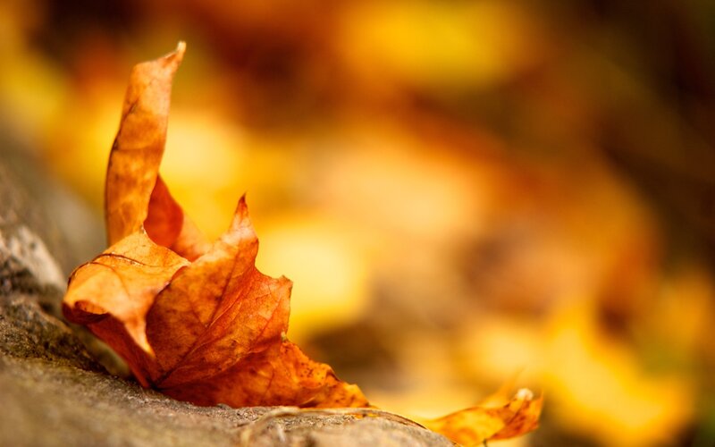 Dried Autumn Leaf — Orange, Serene, Photograph