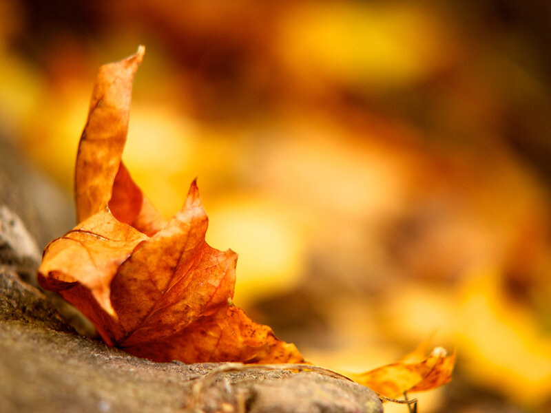 Dried Autumn Leaf