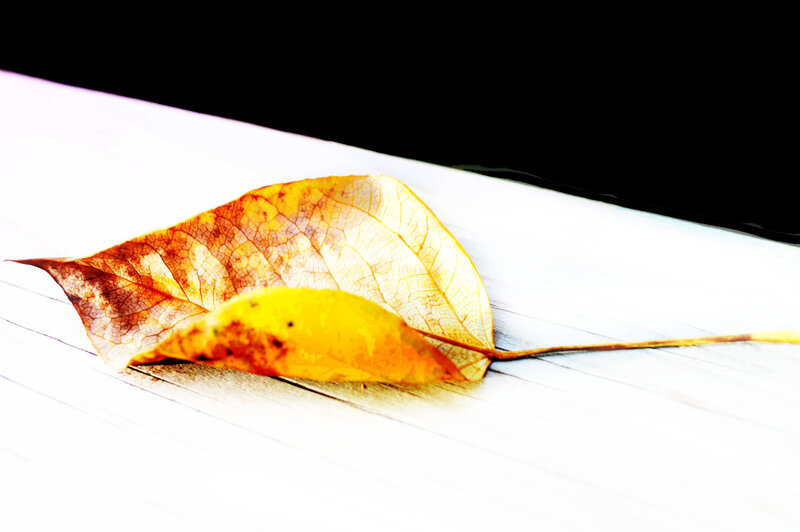 Dried Autumn Leaf — Yellow
