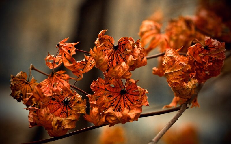 dried autumn leaves on a branch