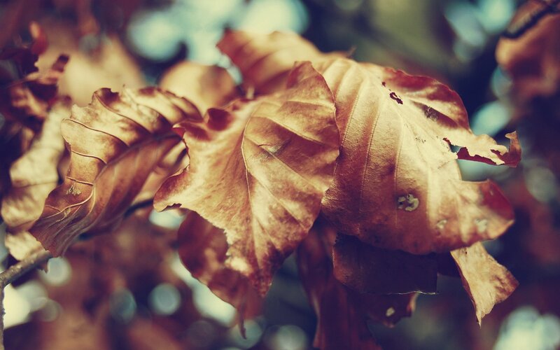 dried autumn leaves on a branch