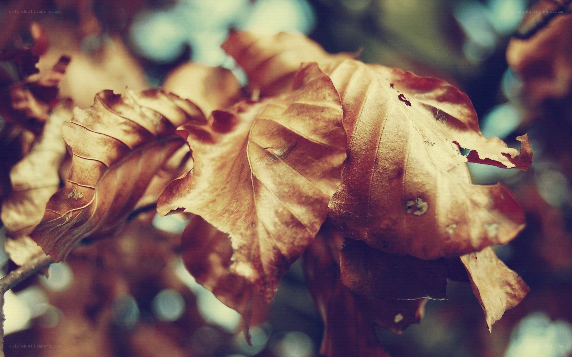 dried autumn leaves on a branch