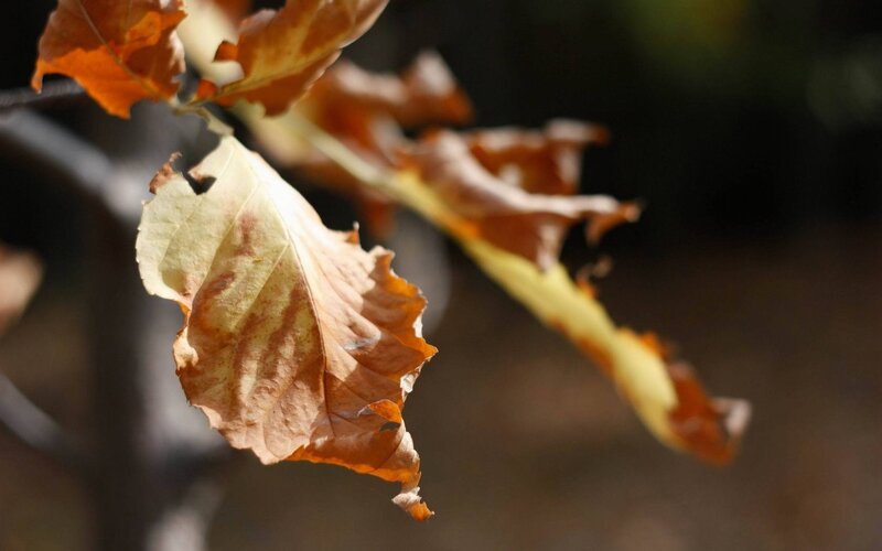 Dried Autumn Leaves