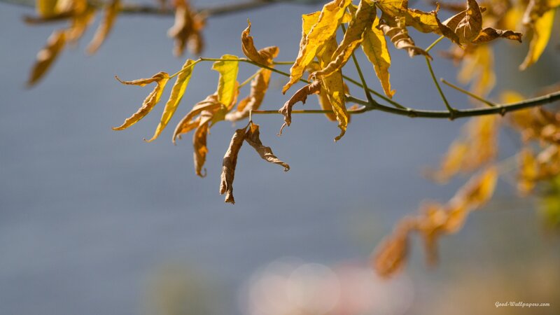 Dried Autumn Leaves — Yellow, Calm