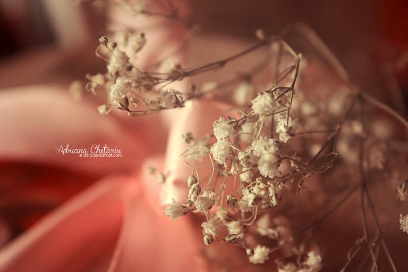 Dried Baby's Breath Flowers